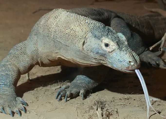 Komodo Dragon Fun Facts for Kids