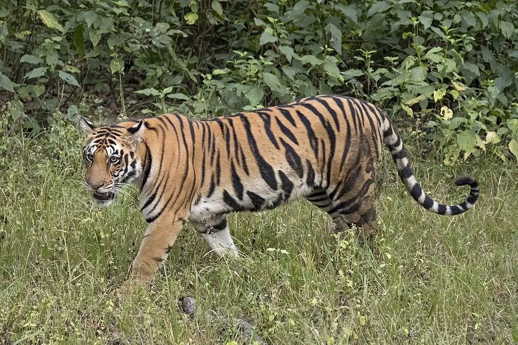 Bengal Tiger (a note)