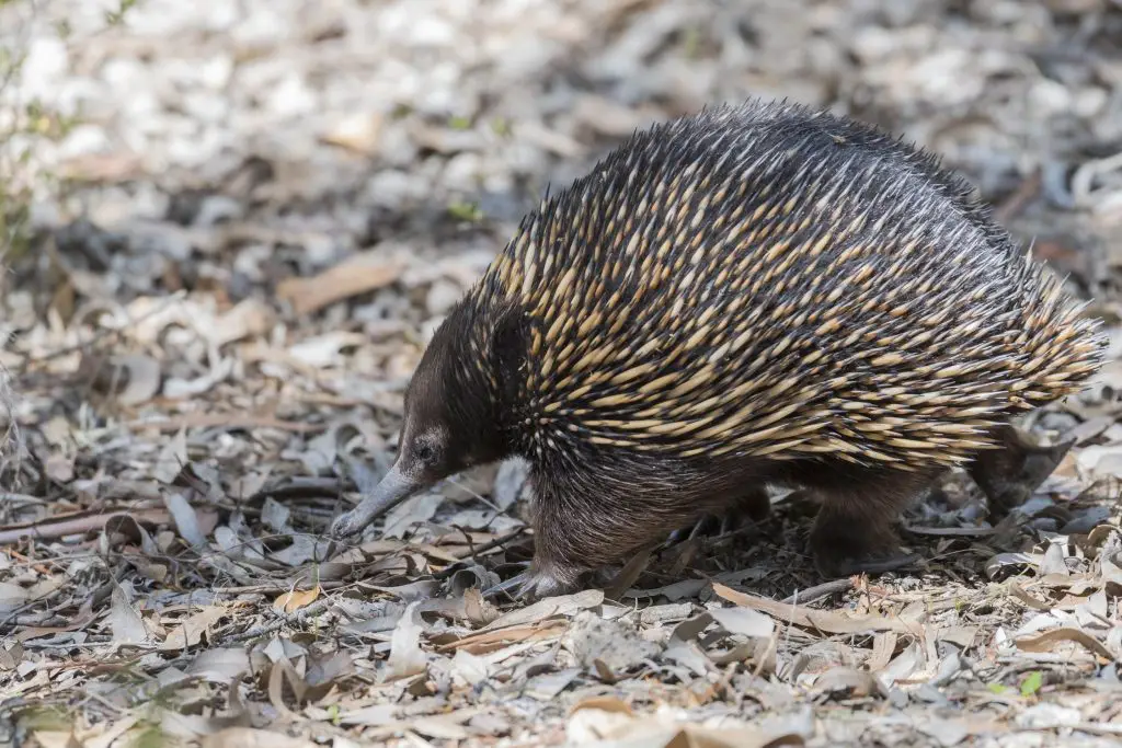  Echidna  Fun Facts for Kids