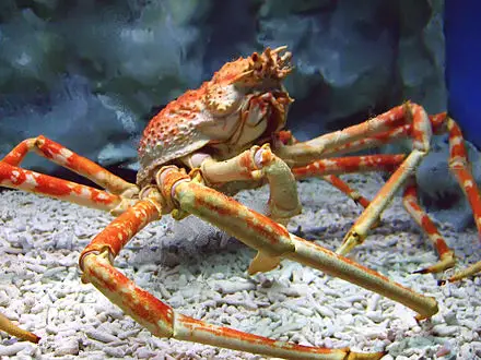 Japanese Spider Crab Fun Facts For Kids